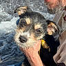 Toto joined the competition — help win amazing prizes! animal, beard, caring, casual_clothing, close_up, dog, expression, face, hand, holding, man, nature, outdoor, pet, portrait, puppy, river, rocks, sunlight, water