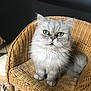 cat, silver_gray, fluffy, green_eyes, wicker_chair, indoor, pet, feline, sitting, looking_up, fur, close_up, home, floor_tiles, natural_light, animal, cute, domestic, portrait, chair