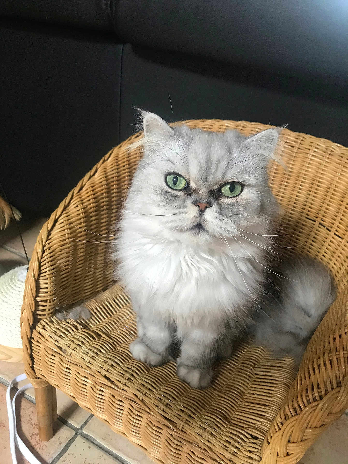 élixire participe au concours pour gagner de l'argent avec cette photo : cat, silver_gray, fluffy, green_eyes, wicker_chair, indoor, pet, feline, sitting, looking_up, fur, close_up, home, floor_tiles, natural_light, animal, cute, domestic, portrait, chair