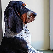 Velcro participe au concours pour gagner de l'argent avec cette photo : dog, basset_hound, pet, animal, window, paw, ears, looking, profile, indoor, fur, black, white, brown, speckled, long_ears, sitting, calm, light, portrait