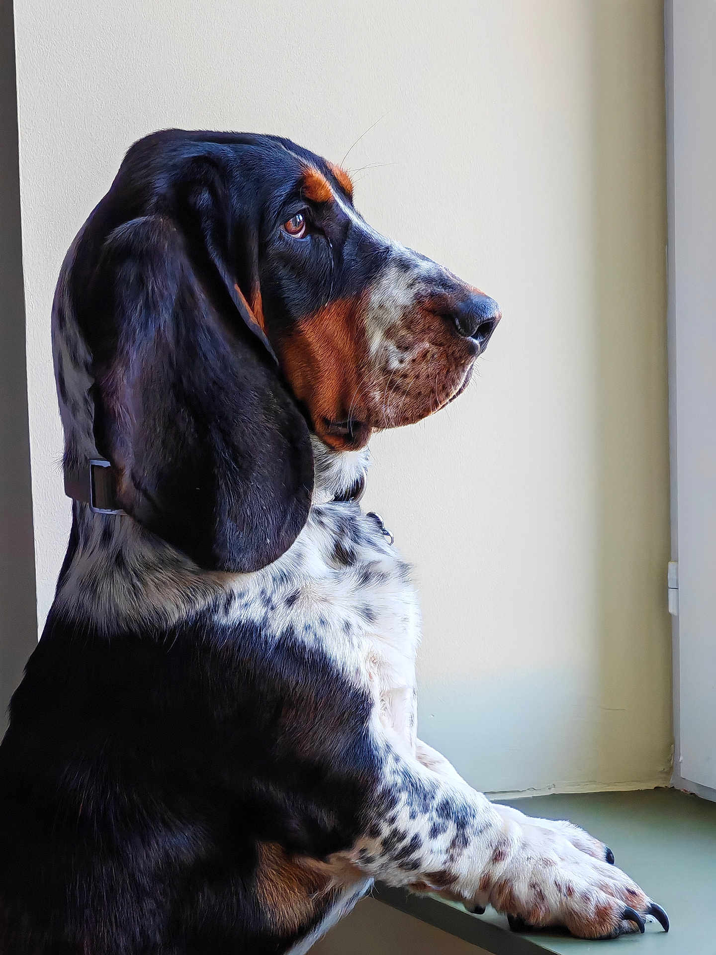 Velcro participe au concours pour gagner de l'argent avec cette photo : dog, basset_hound, pet, animal, window, paw, ears, looking, profile, indoor, fur, black, white, brown, speckled, long_ears, sitting, calm, light, portrait