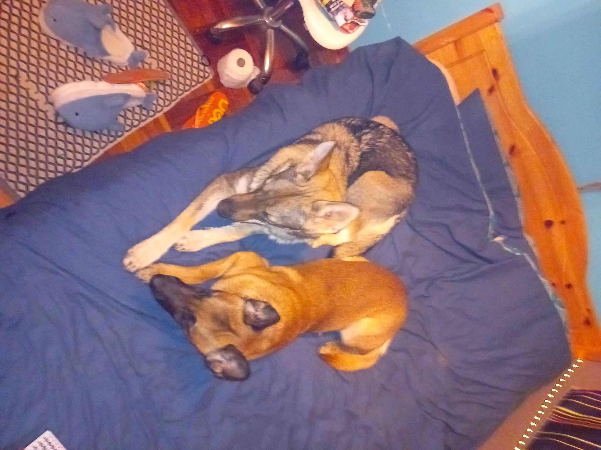 Opee a rejoint le concours — aidez-le/la à gagner de superbes lots ! bed, canidae, carnivore, comfort, companion_dog, dog, dog_breed, dog_supply, fawn, felidae, fur, linens, nap, paw, room, sporting_group, tail, textile, toy_dog, working_animal