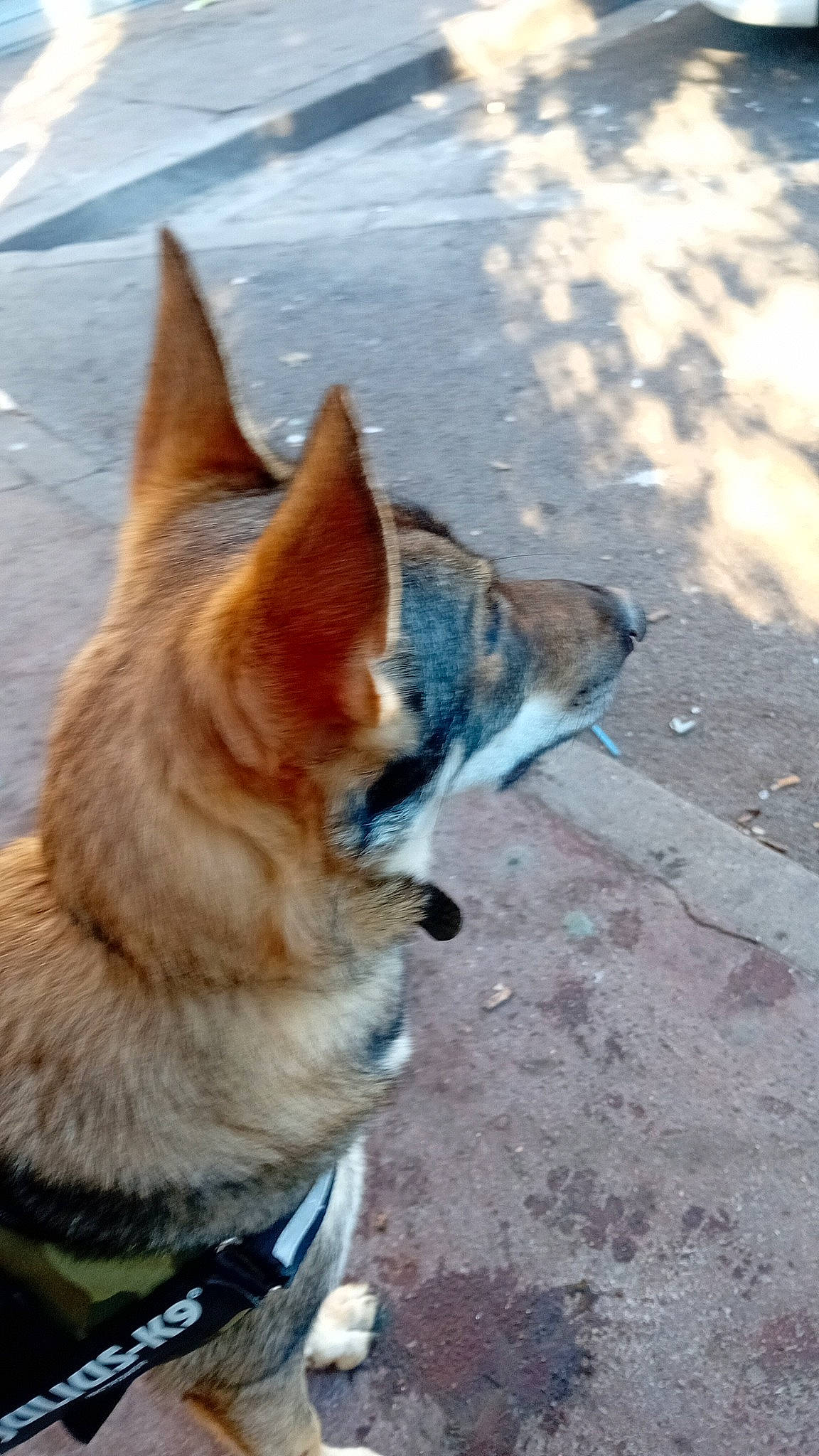 Opee participe au concours pour gagner de l'argent avec cette photo : asphalt, canidae, carnivore, collar, companion_dog, dog, dog_breed, dog_collar, dog_supply, fawn, fur, leash, paw, pet_supply, road_surface, snout, sporting_group, tail, whiskers, working_animal