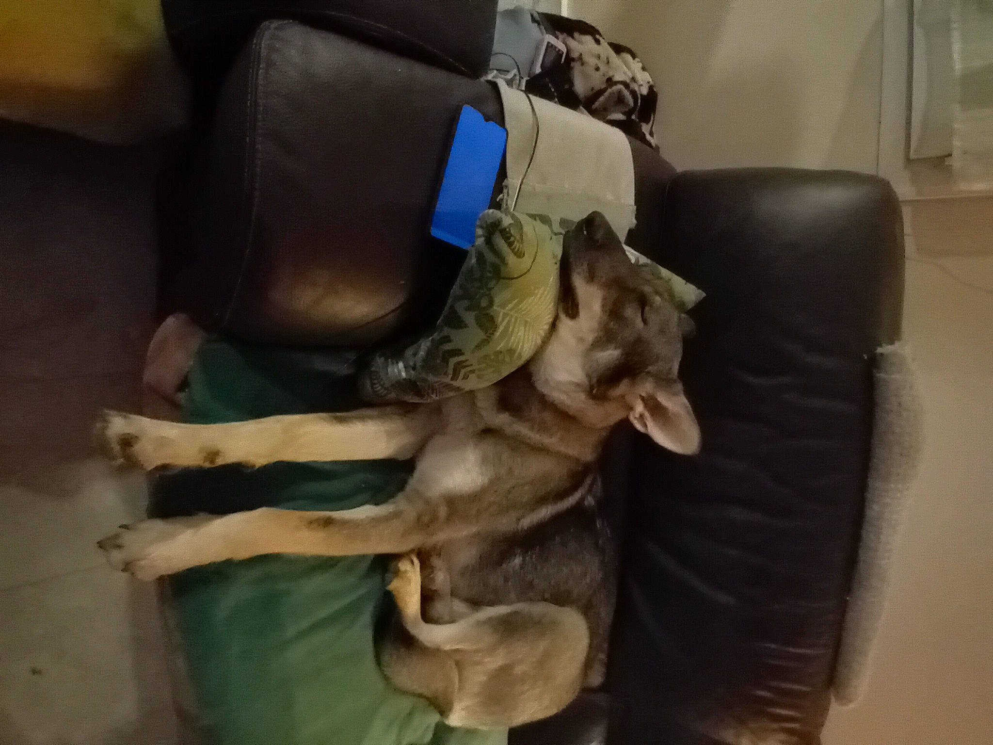 Opee participe au concours pour gagner de l'argent avec cette photo : carnivore, chair, comfort, companion_dog, couch, dog, dog_breed, fawn, felidae, flooring, fur, hardwood, human_leg, liver, small_to_medium_sized_cats, sporting_group, tail, thigh, wood, working_animal