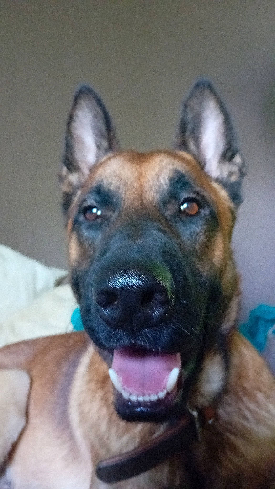 Jax participe au concours pour gagner de l'argent avec cette photo : canidae, carnivore, collar, companion_dog, dog, dog_breed, dog_collar, ear, eye, fawn, fur, guard_dog, head, jaw, liver, plant, snout, sporting_group, whiskers, working_dog