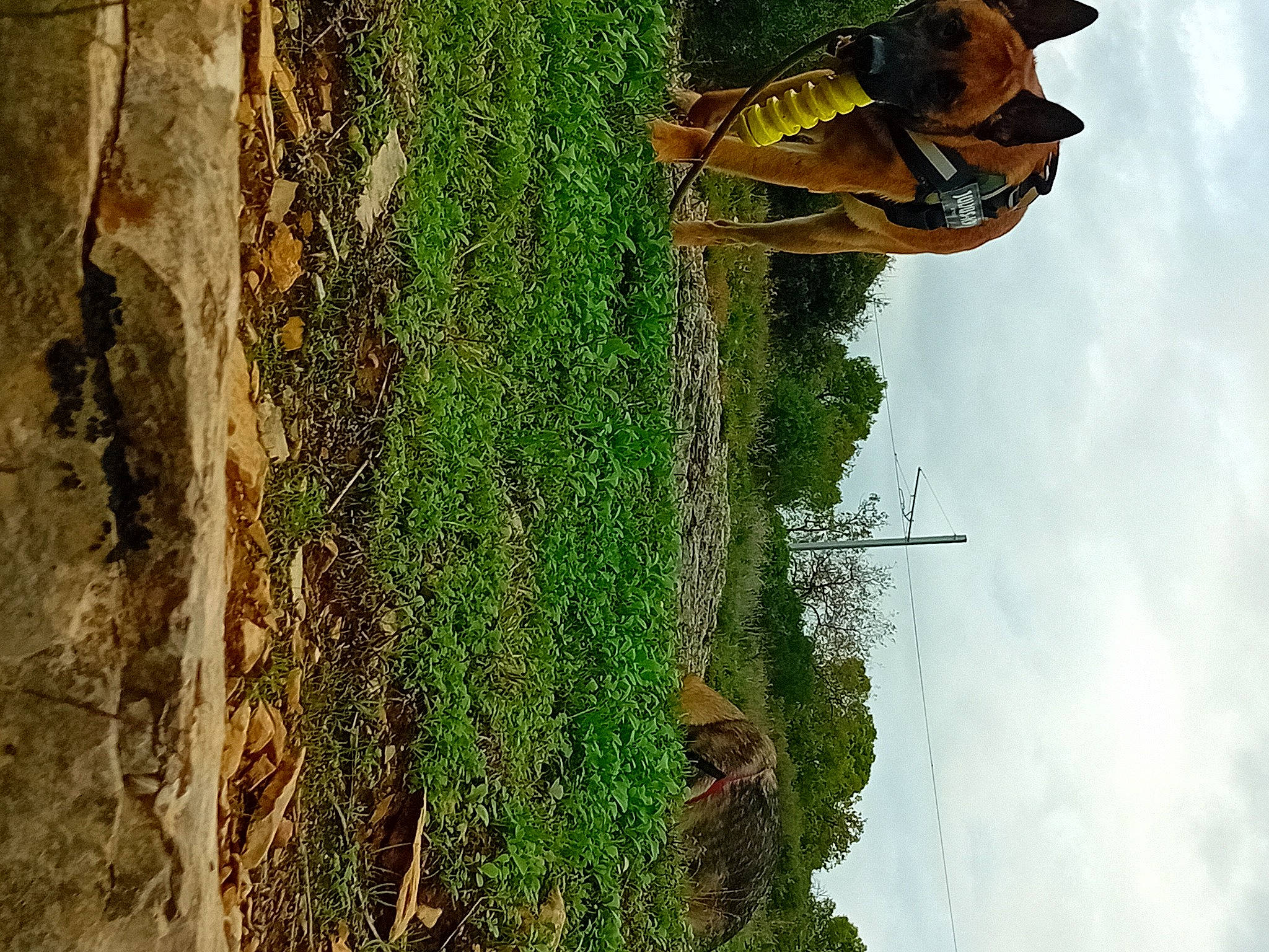 Jax a rejoint le concours — aidez-le/la à gagner de superbes lots ! biome, branch, cloud, forest, grass, green, insect, landscape, leaf, line, organism, plant, plant_stem, pollinator, sky, terrestrial_plant, tree, trunk, vegetation, wood