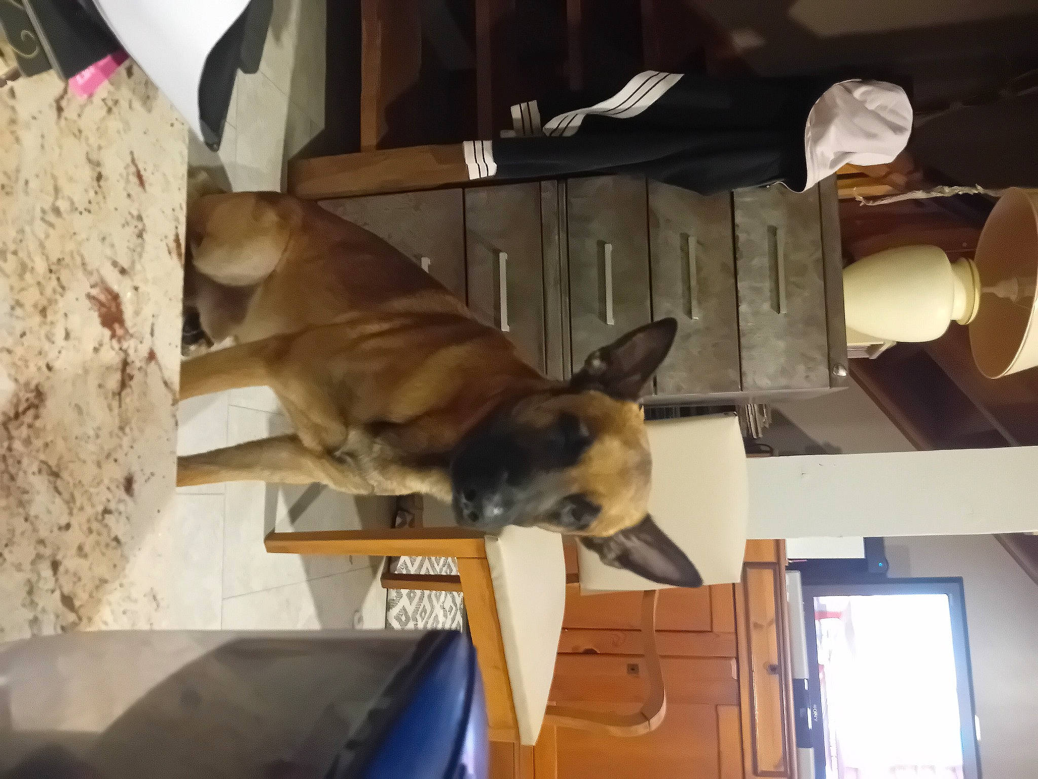 Jax a rejoint le concours — aidez-le/la à gagner de superbes lots ! canidae, carnivore, comfort, companion_dog, dog, dog_breed, dog_supply, fawn, non_sporting_group, pet_supply, room, snout, sporting_group, toy_dog, wood, working_animal