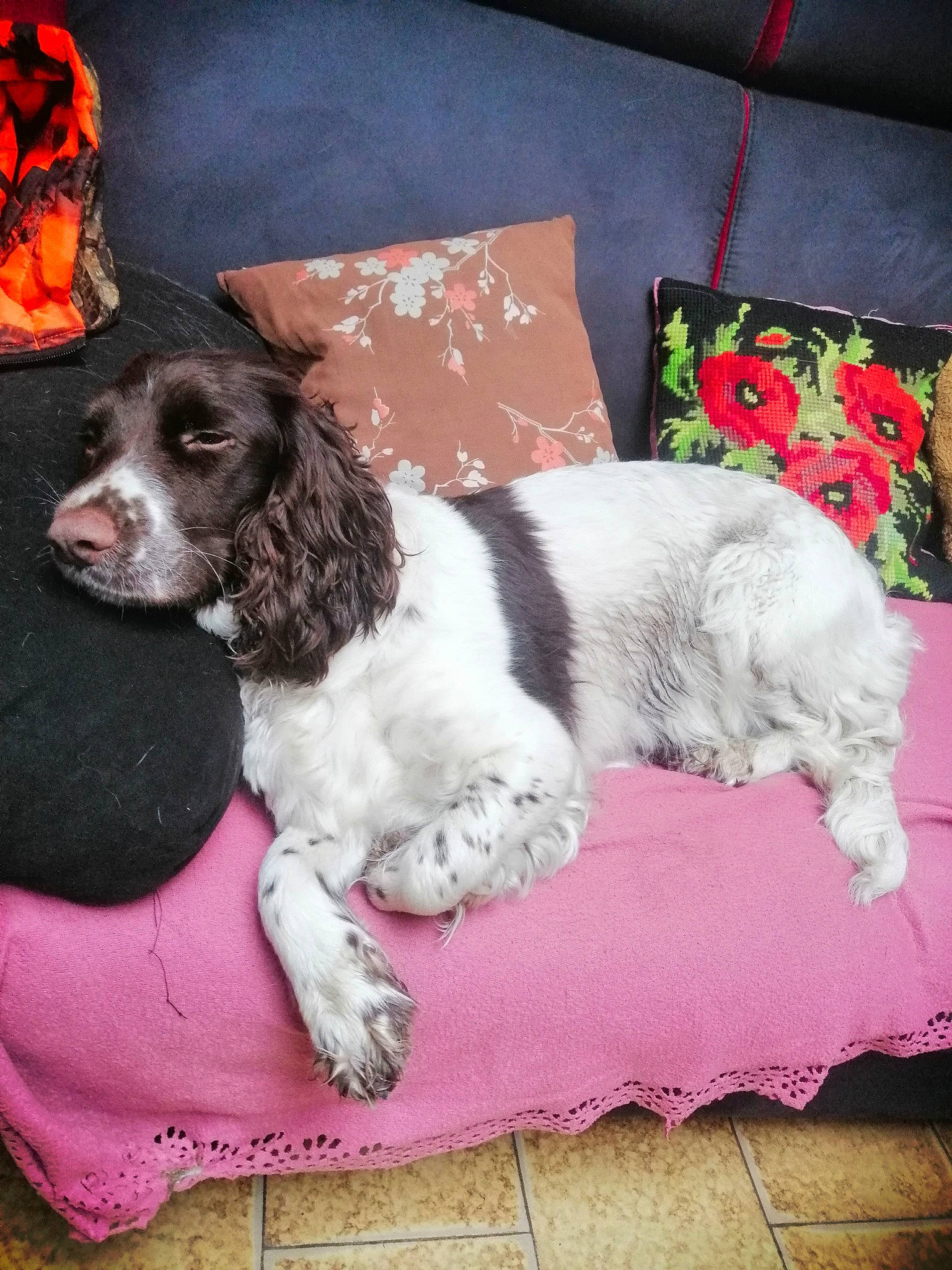 Ola participe au concours pour gagner de l'argent avec cette photo : canidae, carnivore, companion_dog, couch, dog, dog_breed, fur, gun_dog, home_accessories, liver, living_room, mammal, pet_supply, pillow, pink, russian_spaniel, spaniel, sporting_group, throw_pillow, vertebrate