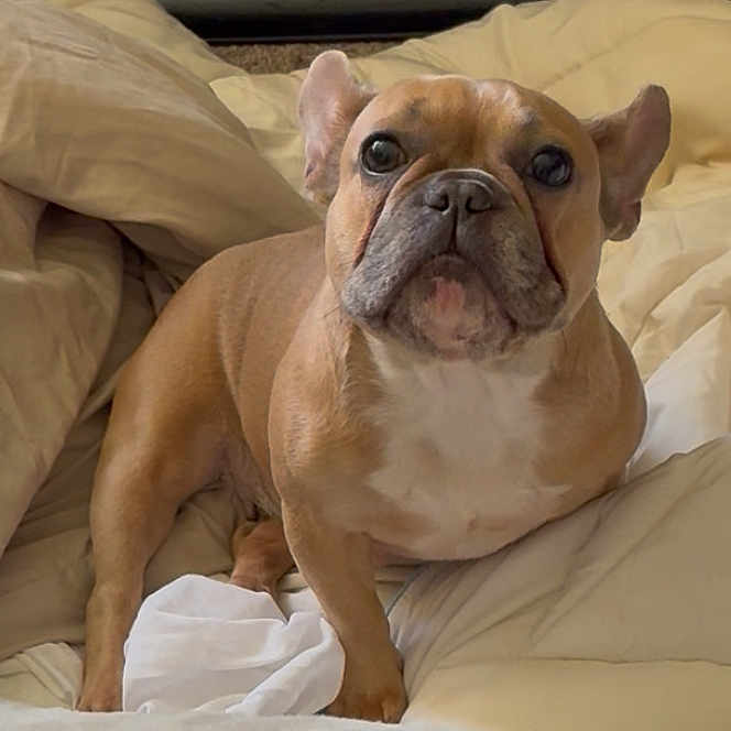 Zuri is registered to the contest to win money with this photo: animal, bed, blanket, brown, comfort, companion, cozy, cute, dog, ears, face, french_bulldog, friendly, fur, indoor, looking_up, pet, portrait, small_dog, white