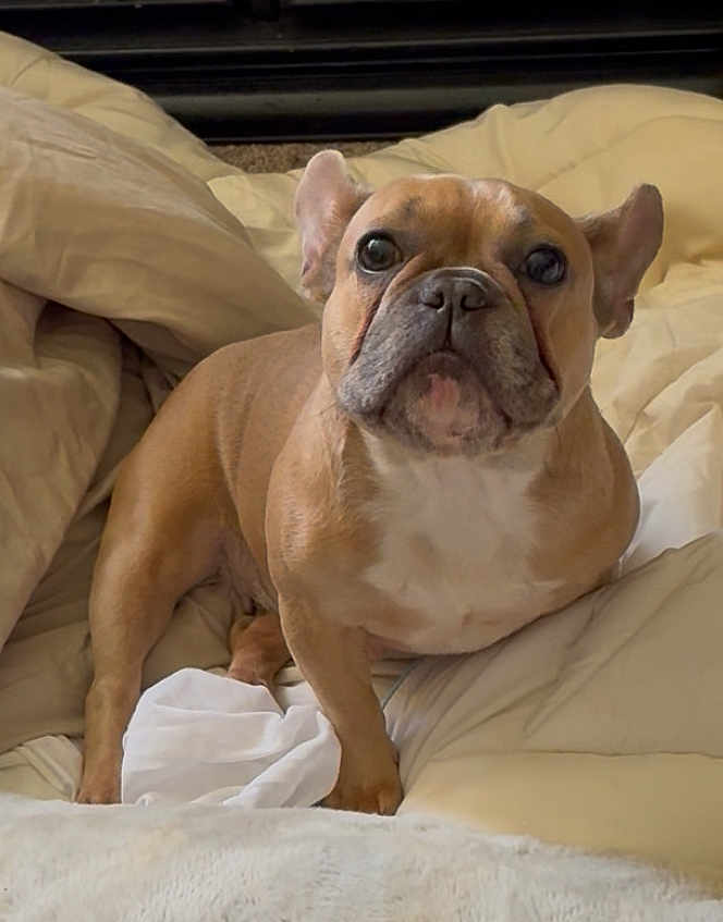 Zuri is registered to the contest to win money with this photo: animal, bed, blanket, brown, comfort, companion, cozy, cute, dog, ears, face, french_bulldog, friendly, fur, indoor, looking_up, pet, portrait, small_dog, white