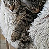 Sienna Et Slate a rejoint le concours — aidez-le/la à gagner de superbes lots ! cat, tabby_cat, sleeping, cozy, fluffy_blanket, indoor, pets, fur, resting, cute, animal, companionship, closeup, soft_texture, relaxed, two_animals, paw, friendship, warmth, comfort