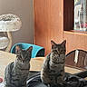 Sienna Et Slate a rejoint le concours — aidez-le/la à gagner de superbes lots ! cat, tabby_cat, indoor, table, bag, chair, wooden_cabinet, cat_tree, furniture, retro_decor, curious, pets, domestic, two_cats, portrait, looking_at_camera, living_room, colorful_wall, cozy, home