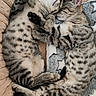 cat, kitten, tabby, sleeping, cuddle, cozy, plush_bed, blanket, paw, fur, pet, cute, resting, indoor, animal, two_cats, striped, soft, relaxed, companion