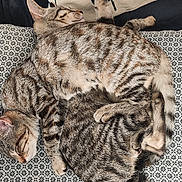 Sienna Et Slate participe au concours pour gagner de l'argent avec cette photo : cat, tabby_cat, sleeping, cozy, blanket, pillow, floral_pattern, furniture, indoor, pets, animals, resting, cute, fur, whiskers, tail, relaxation, companion, soft, patterned