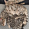 cat, tabby_cat, sleeping, cozy, blanket, pillow, floral_pattern, furniture, indoor, pets, animals, resting, cute, fur, whiskers, tail, relaxation, companion, soft, patterned