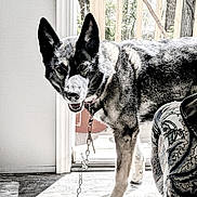 Mosey is registered to the contest to win money with this photo: animal, canine, chain, collar, dog, door, ears, floor, furniture, indoor, leash, looking, mouth_open, patterned_fabric, pet, shadow, standing, sunlight, window, wooden_floor