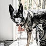 animal, canine, chain, collar, dog, door, ears, floor, furniture, indoor, leash, looking, mouth_open, patterned_fabric, pet, shadow, standing, sunlight, window, wooden_floor