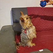 Nemo a rejoint le concours — aidez-le/la à gagner de superbes lots ! dog, small_dog, scruffy_dog, sitting, couch, sofa, red_blanket, blue_ball, toy, hand, indoor, living_room, pet, animal, long_hair, wet_fur, collar, red_harness, attention, fetch