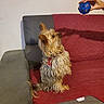 dog, small_dog, scruffy_dog, sitting, couch, sofa, red_blanket, blue_ball, toy, hand, indoor, living_room, pet, animal, long_hair, wet_fur, collar, red_harness, attention, fetch