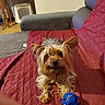 Nemo a rejoint le concours — aidez-le/la à gagner de superbes lots ! dog, yorkshire_terrier, small_dog, pet, sitting, furry, long_hair, brown_fur, tan_fur, black_nose, indoors, living_room, red_blanket, quilt, couch, blue_toy, playful, portrait, cozy, animal_photography