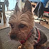 Nemo a rejoint le concours — aidez-le/la à gagner de superbes lots ! dog, small_dog, yorkshire_terrier, pet, canine, fluffy, hairy, brown, gray, red_harness, red_collar, pointed_ears, dark_eyes, black_nose, sitting, couch, indoor, home, living_room, portrait