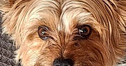 Nemo a rejoint le concours — aidez-le/la à gagner de superbes lots ! dog, small_dog, fluffy, scruffy, long_hair, brown_fur, tan_fur, white_fur, pink_collar, close_up, pet, canine, ears, eyes, nose, face, portrait, indoors, blanket, cute