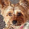 dog, small_dog, fluffy, scruffy, long_hair, brown_fur, tan_fur, white_fur, pink_collar, close_up, pet, canine, ears, eyes, nose, face, portrait, indoors, blanket, cute