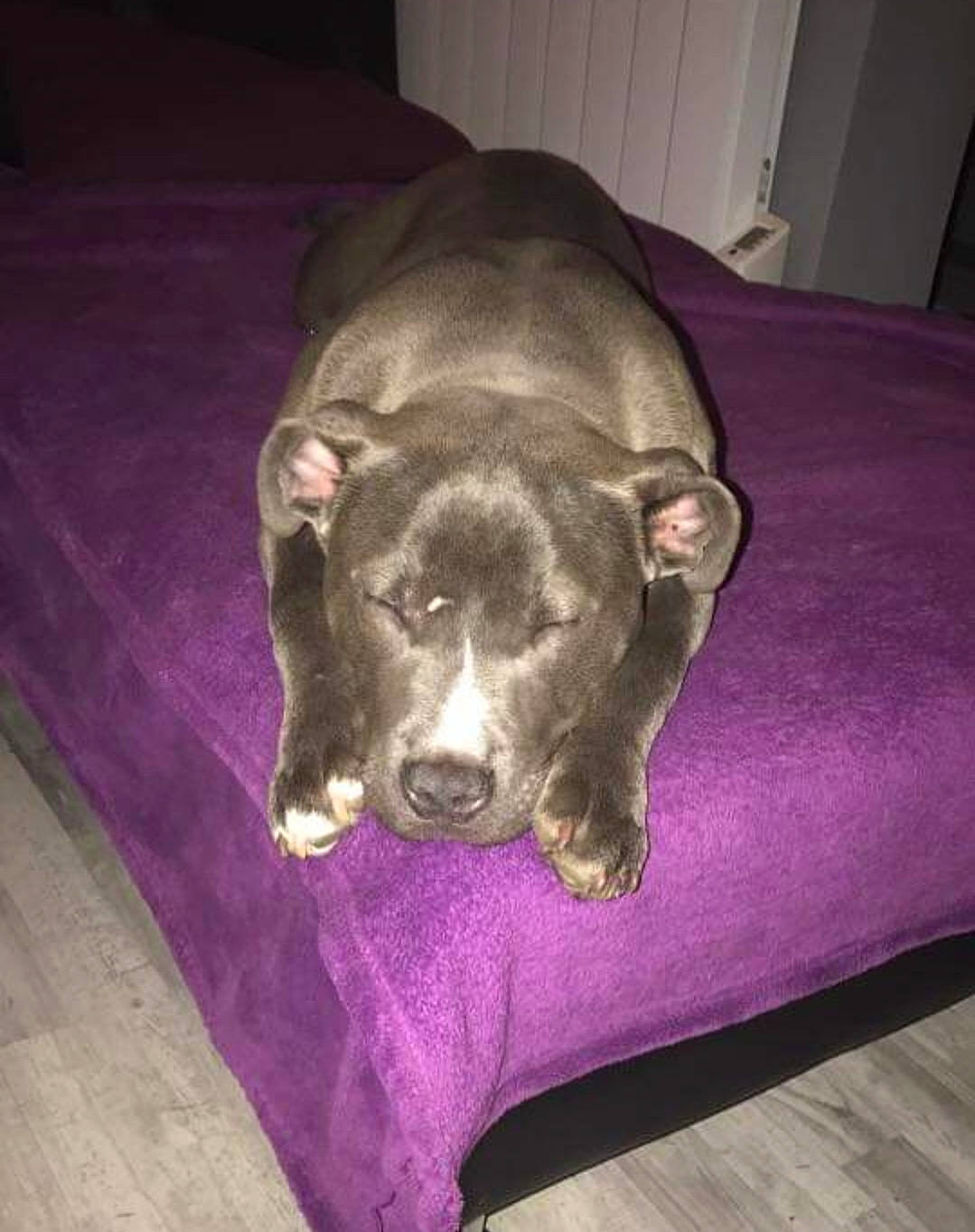 Nikky a rejoint le concours — aidez-le/la à gagner de superbes lots ! american_pit_bull_terrier, american_staffordshire_terrier, bandog, canidae, carnivore, dog, dog_breed, fawn, non_sporting_group, nose, pit_bull, puppy, snout, sporting_group, staffordshire_bull_terrier, tail