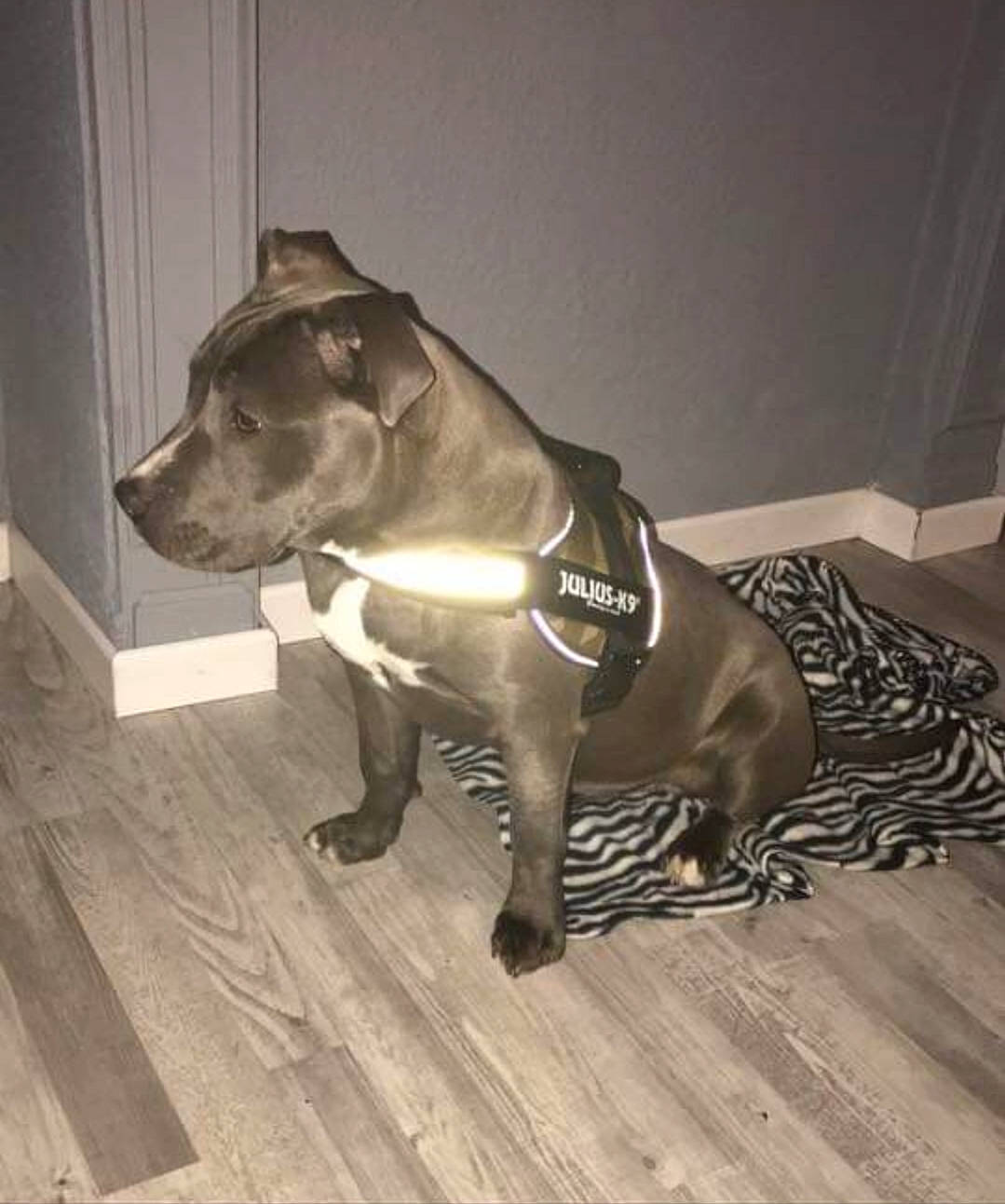 Nikky participe au concours pour gagner de l'argent avec cette photo : american_pit_bull_terrier, american_staffordshire_terrier, bandog, bull_and_terrier, canidae, carnivore, dog, dog_breed, fawn, non_sporting_group, pit_bull, snout, sporting_group, staffordshire_bull_terrier, tail