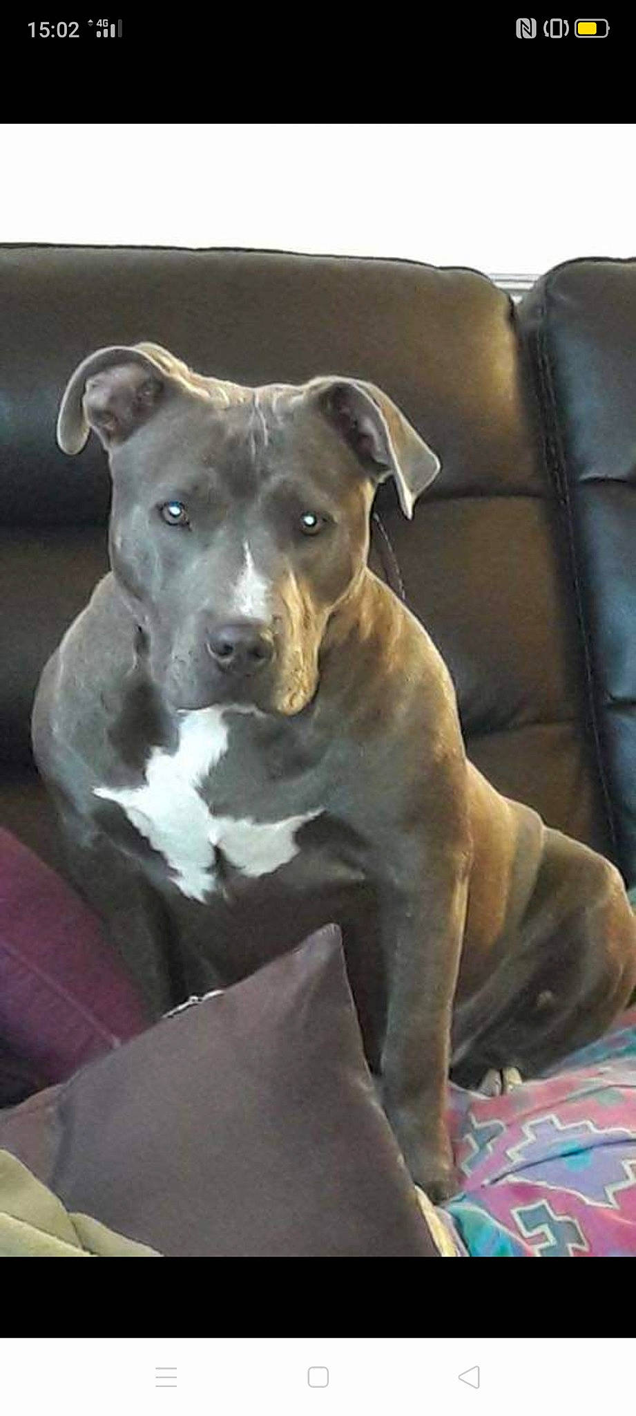 Nikky a rejoint le concours — aidez-le/la à gagner de superbes lots ! american_pit_bull_terrier, american_staffordshire_terrier, canidae, carnivore, dog, dog_breed, fawn, mammal, molosser, non_sporting_group, pit_bull, rare_breed_dog, snout, sporting_group, staffordshire_bull_terrier, terrier, vertebrate