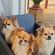 Rubby a rejoint le concours — aidez-le/la à gagner de superbes lots ! dog, chihuahua, outdoor, wicker_chair, blue_cushion, pet, fluffy, small_dog, three_dogs, wooden_deck, potted_plant, sunny, relaxed, cute, animal, fur, companion, sitting, portrait, daylight