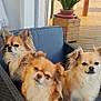 dog, chihuahua, outdoor, wicker_chair, blue_cushion, pet, fluffy, small_dog, three_dogs, wooden_deck, potted_plant, sunny, relaxed, cute, animal, fur, companion, sitting, portrait, daylight
