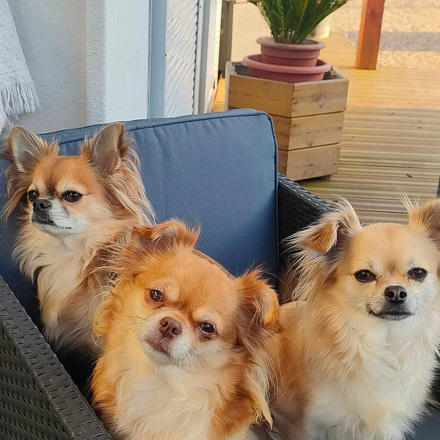 Rubby a rejoint le concours — aidez-le/la à gagner de superbes lots ! animal, blue_cushion, chihuahua, companion, cute, daylight, dog, fluffy, fur, outdoor, pet, portrait, potted_plant, relaxed, sitting, small_dog, sunny, three_dogs, wicker_chair, wooden_deck