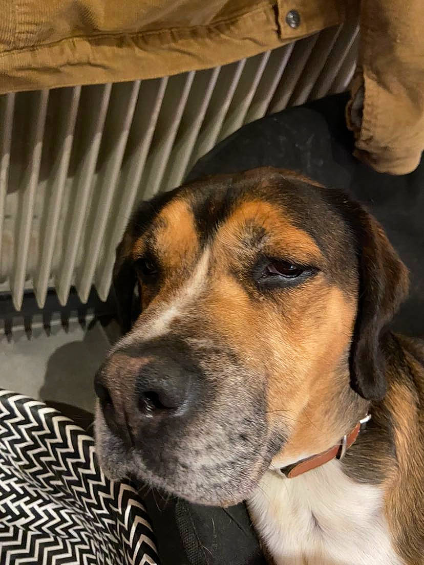 Gibus a rejoint le concours — aidez-le/la à gagner de superbes lots ! canidae, carnivore, collar, companion_dog, dog, dog_breed, fawn, fur, giant_dog_breed, hound, hunting_dog, pet_supply, scent_hound, snout, sporting_group, whiskers, working_animal, working_dog