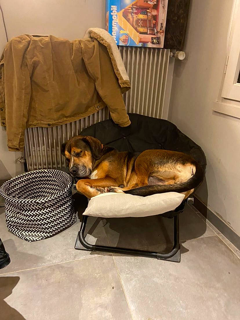 Gibus participe au concours pour gagner de l'argent avec cette photo : canidae, carnivore, chair, club_chair, comfort, companion_dog, dog, dog_breed, dog_supply, fawn, floor, flooring, hardwood, pet_supply, picture_frame, room, sitting, sporting_group, wall_plate, working_animal