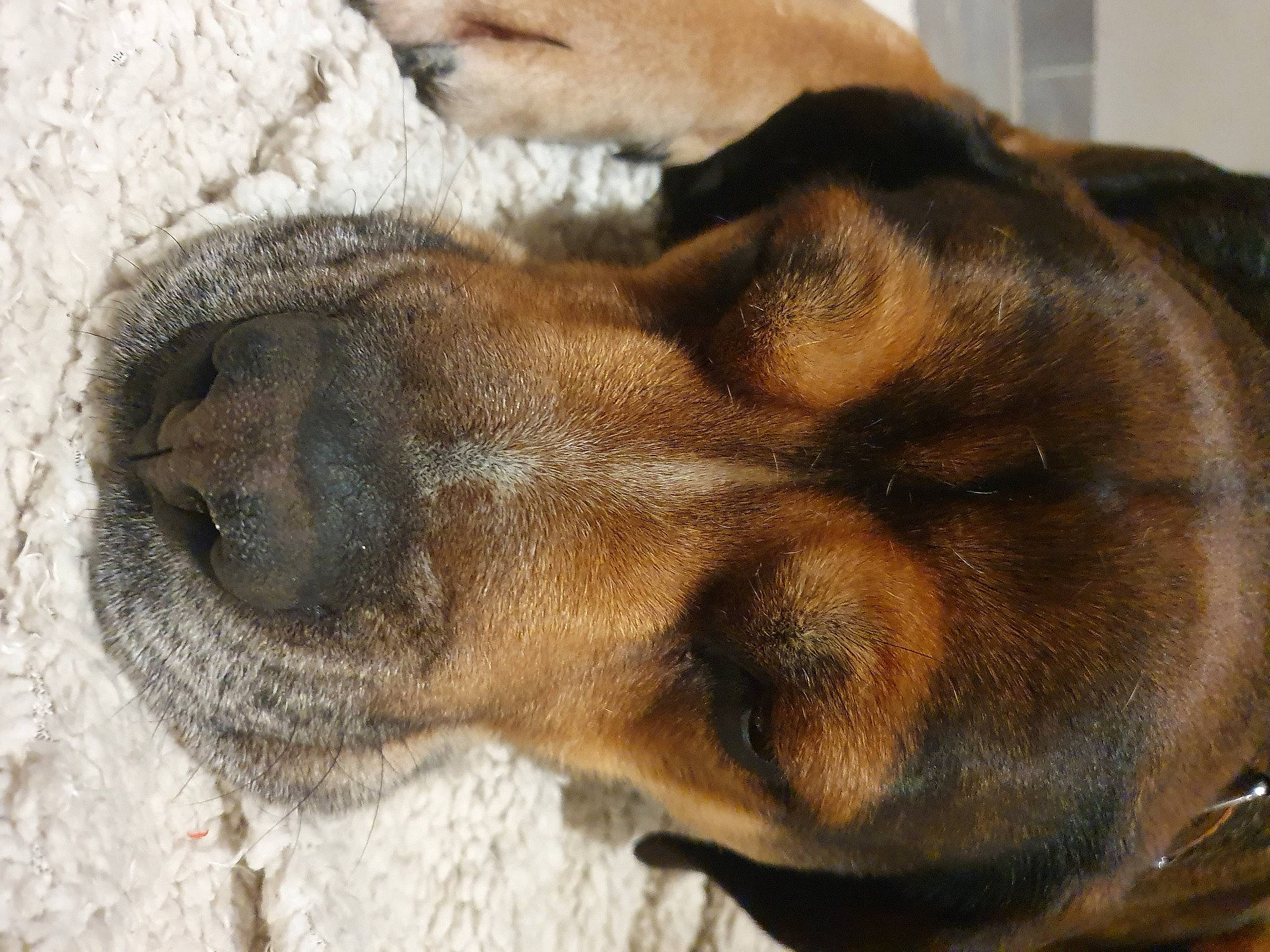 Gibus a rejoint le concours — aidez-le/la à gagner de superbes lots ! canidae, carnivore, close_up, companion_dog, dog, dog_breed, ear, fawn, fur, hound, liver, paw, snout, sporting_group, street_dog, terrestrial_animal, whiskers, wildlife, working_animal, working_dog