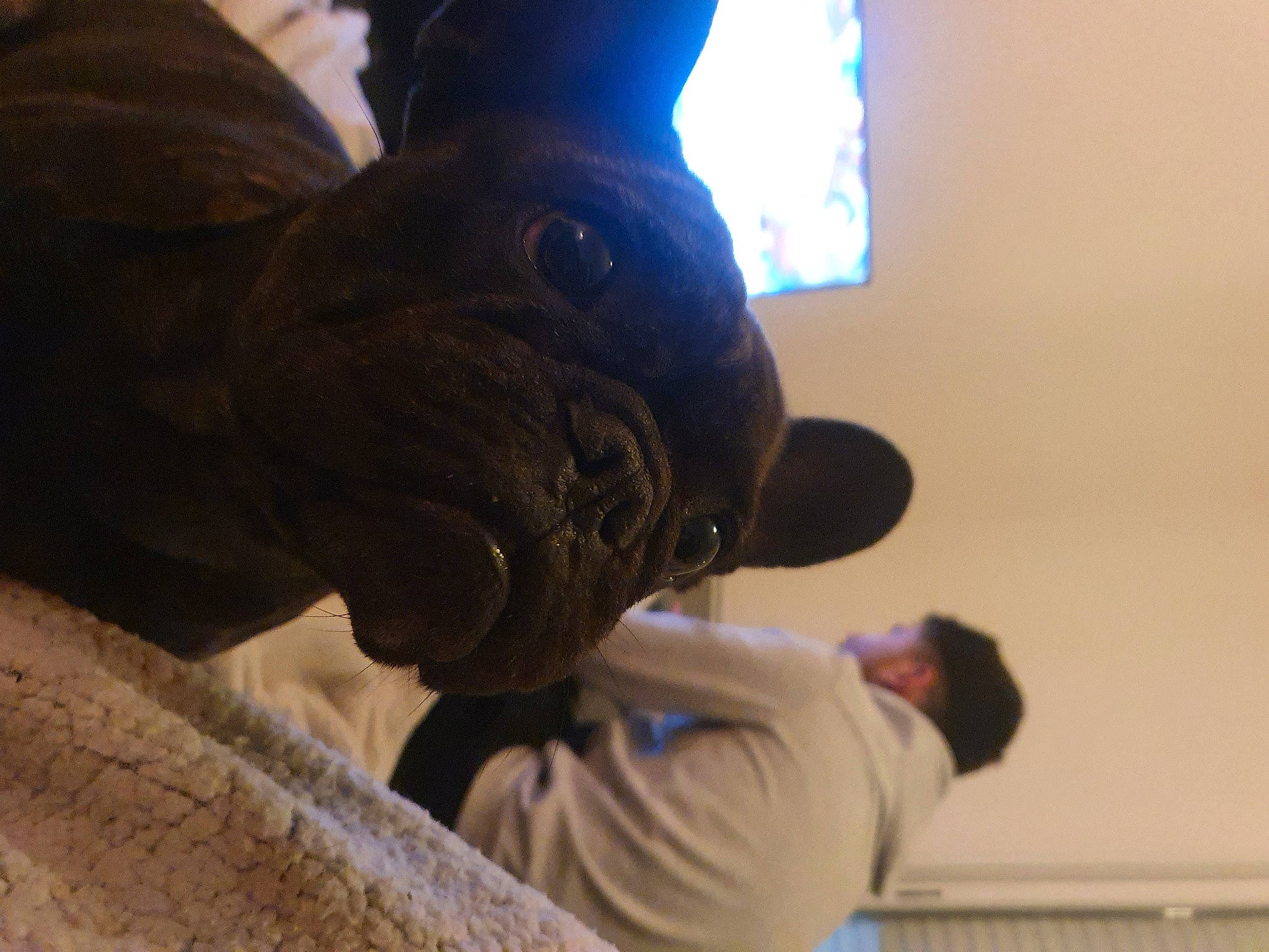 Maïla a rejoint le concours — aidez-le/la à gagner de superbes lots ! companion_dog, dog_breed, domestic_rabbit, electric_blue, fawn, felidae, fur, hat, headgear, pug, rabbit, rabbits_and_hares, small_to_medium_sized_cats, sporting_group, stuffed_toy, t_shirt, toy, toy_dog, whiskers, wrinkle