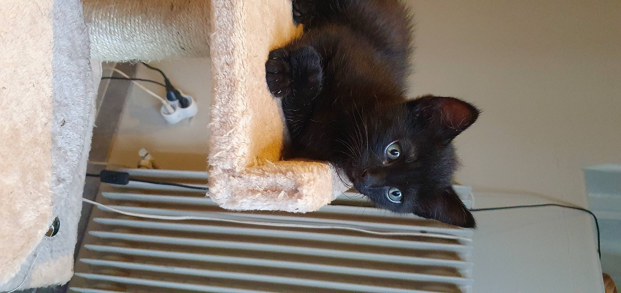 Elon a rejoint le concours — aidez-le/la à gagner de superbes lots ! black_cat, bombay, carnivore, cat, cat_supply, claw, domestic_short_haired_cat, fawn, felidae, foot, fur, hardwood, paw, pet_supply, small_to_medium_sized_cats, snout, tail, terrestrial_animal, whiskers, wood