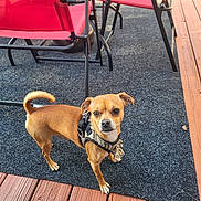 Ace is registered to the contest to win money with this photo: dog, small_dog, tan_dog, outdoor, deck, patio_furniture, red_chair, rug, harness, curled_tail, alert, wooden_deck, pet, animal, daylight, looking_at_camera, leisure, summer, canine, backyard