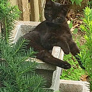 Midnight is registered to the contest to win money with this photo: animal, black_cat, cat, concrete_block, cute, daylight, feline, foliage, garden, greenery, lazy, nature, outdoor, pet, planter, plants, relaxed, resting, summer, wildlife