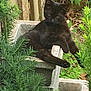 animal, black_cat, cat, concrete_block, cute, daylight, feline, foliage, garden, greenery, lazy, nature, outdoor, pet, planter, plants, relaxed, resting, summer, wildlife