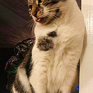 Missy joined the competition — help win amazing prizes! cat, tongue_out, sitting, indoor, feline, fur, whiskers, closeup, pet, cute, tabby, white_fur, playful, animal, domestic, curious, soft_lighting, household, window_sill, relaxed