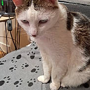 Nalla a rejoint le concours — aidez-le/la à gagner de superbes lots ! animal, blanket, brown, cat, close_up, cozy, ears, face, feline, fur, gray, home, indoor, paw_prints, pet, relaxed, sitting, table, whiskers, white