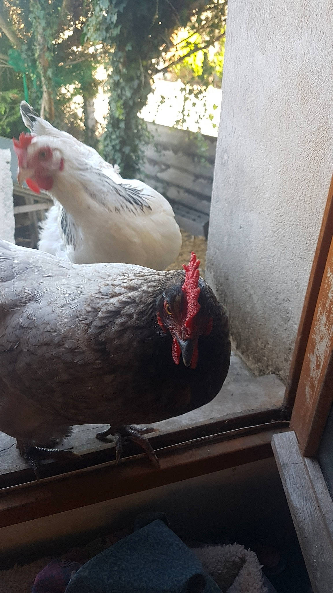 Chiken Et Speedy a rejoint le concours — aidez-le/la à gagner de superbes lots ! beak, bird, chicken, comb, fowl, galliformes, livestock, poultry, rooster