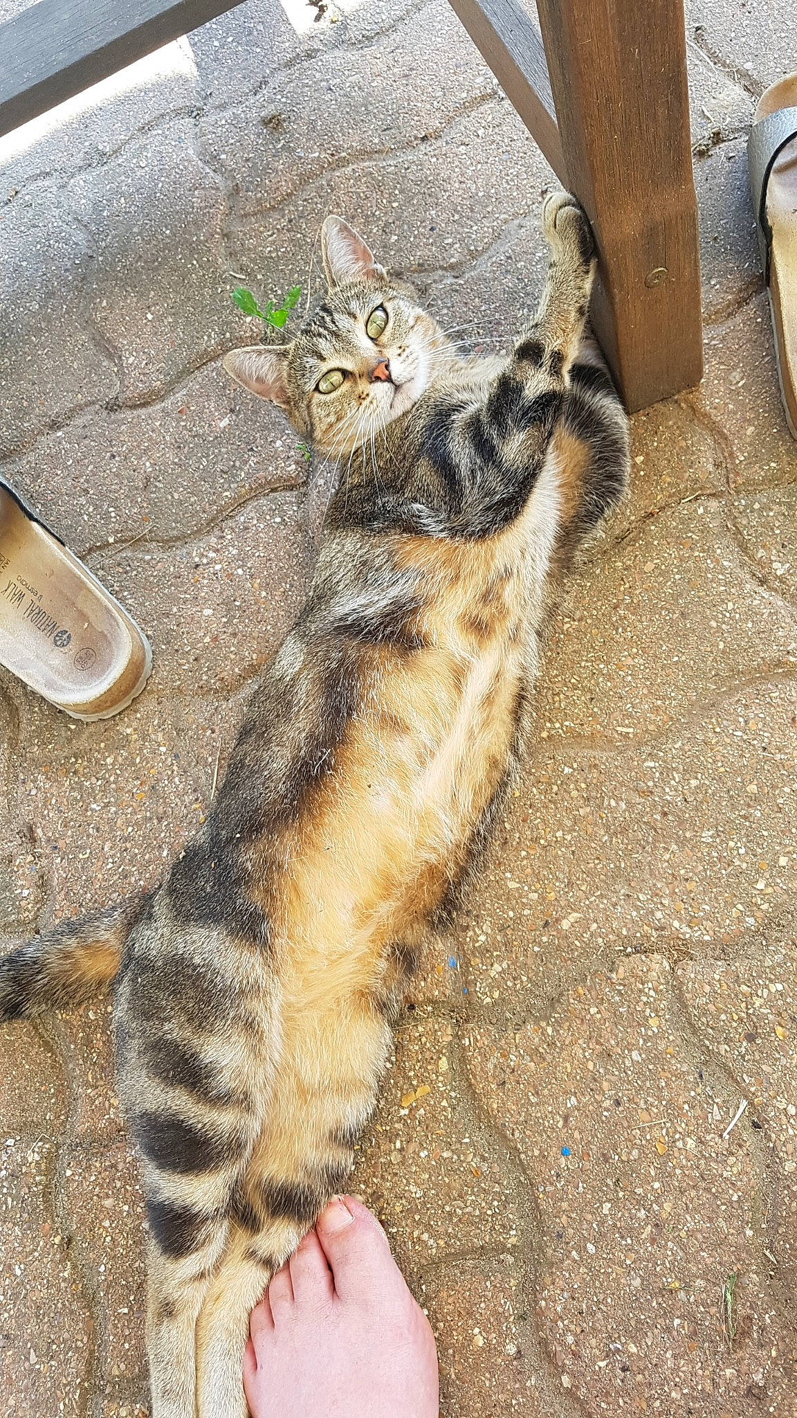 Izy participe au concours pour gagner de l'argent avec cette photo : aegean_cat, american_shorthair, asian, carnivore, cat, domestic_short_haired_cat, dragon_li, egyptian_mau, european_shorthair, felidae, fur, kitten, polydactyl_cat, small_to_medium_sized_cats, tabby_cat, tail, whiskers, wild_cat