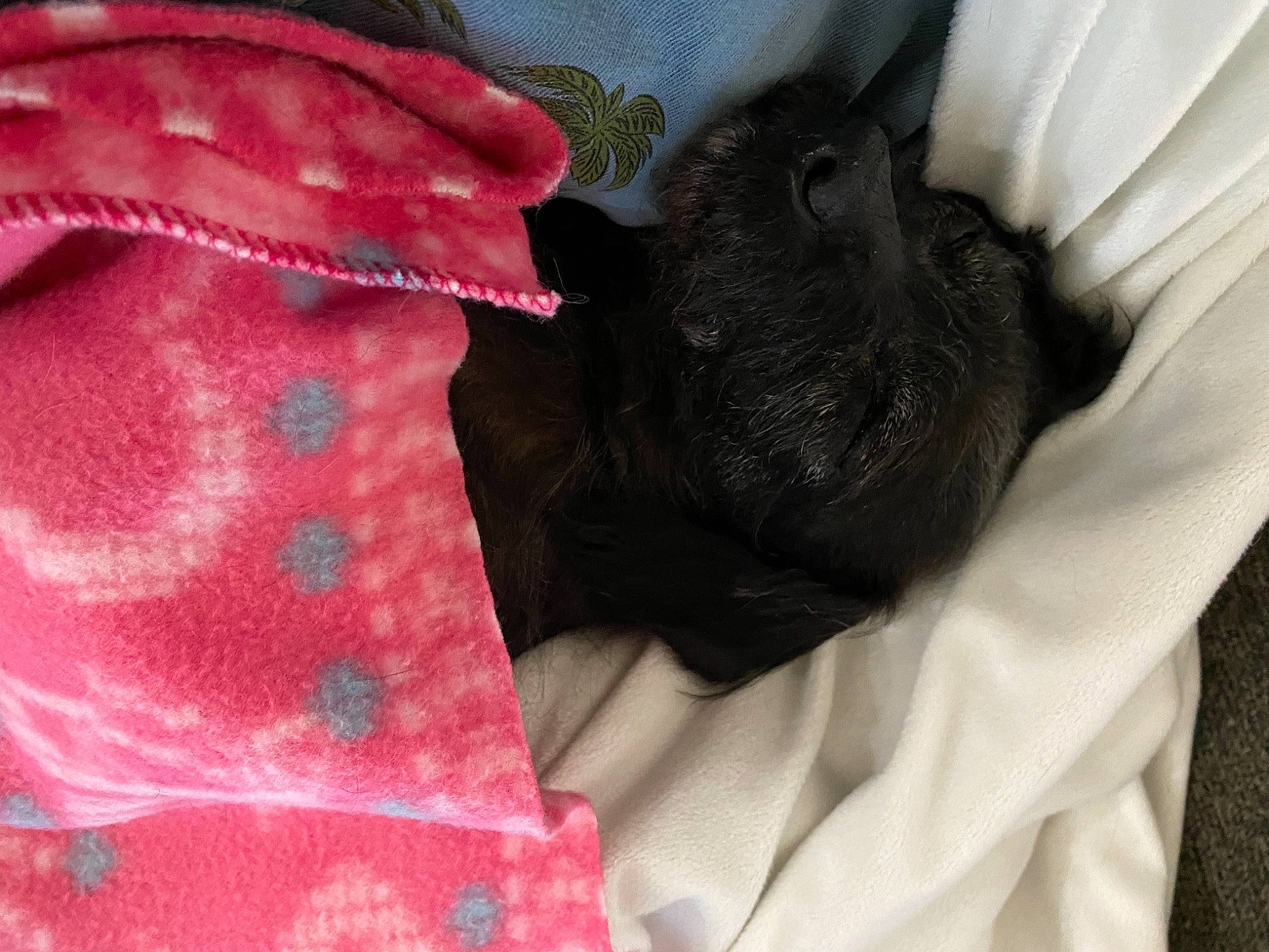 Miley is registered to the contest to win money with this photo: fawn