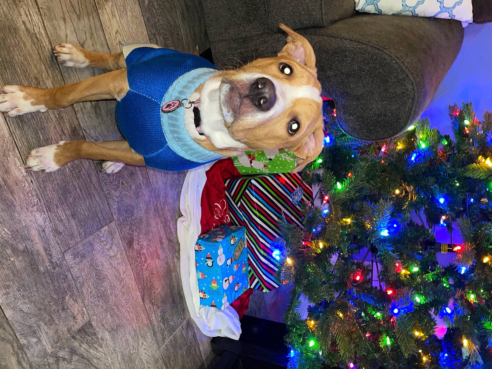 Octavia joined the competition — help win amazing prizes! canidae, carnivore, christmas, christmas_decoration, christmas_eve, christmas_lights, christmas_ornament, christmas_tree, collar, companion_dog, dog, dog_breed, dog_clothes, dog_supply, holiday, holiday_ornament, interior_design, ornament, sporting_group, vertebrate