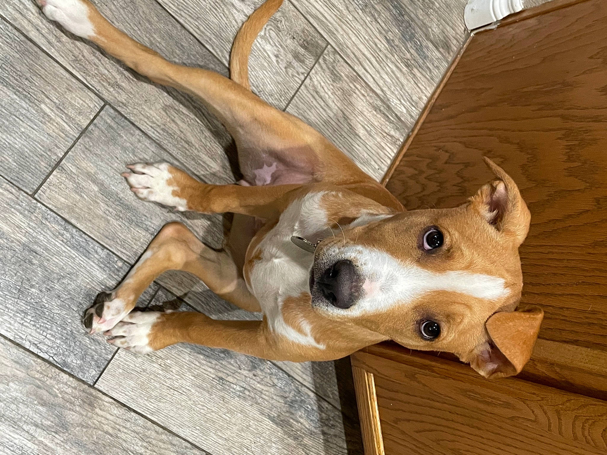 Octavia is registered to the contest to win money with this photo: canidae, carnivore, dog_breed, fawn, floor, flooring, mammal, snout, wood