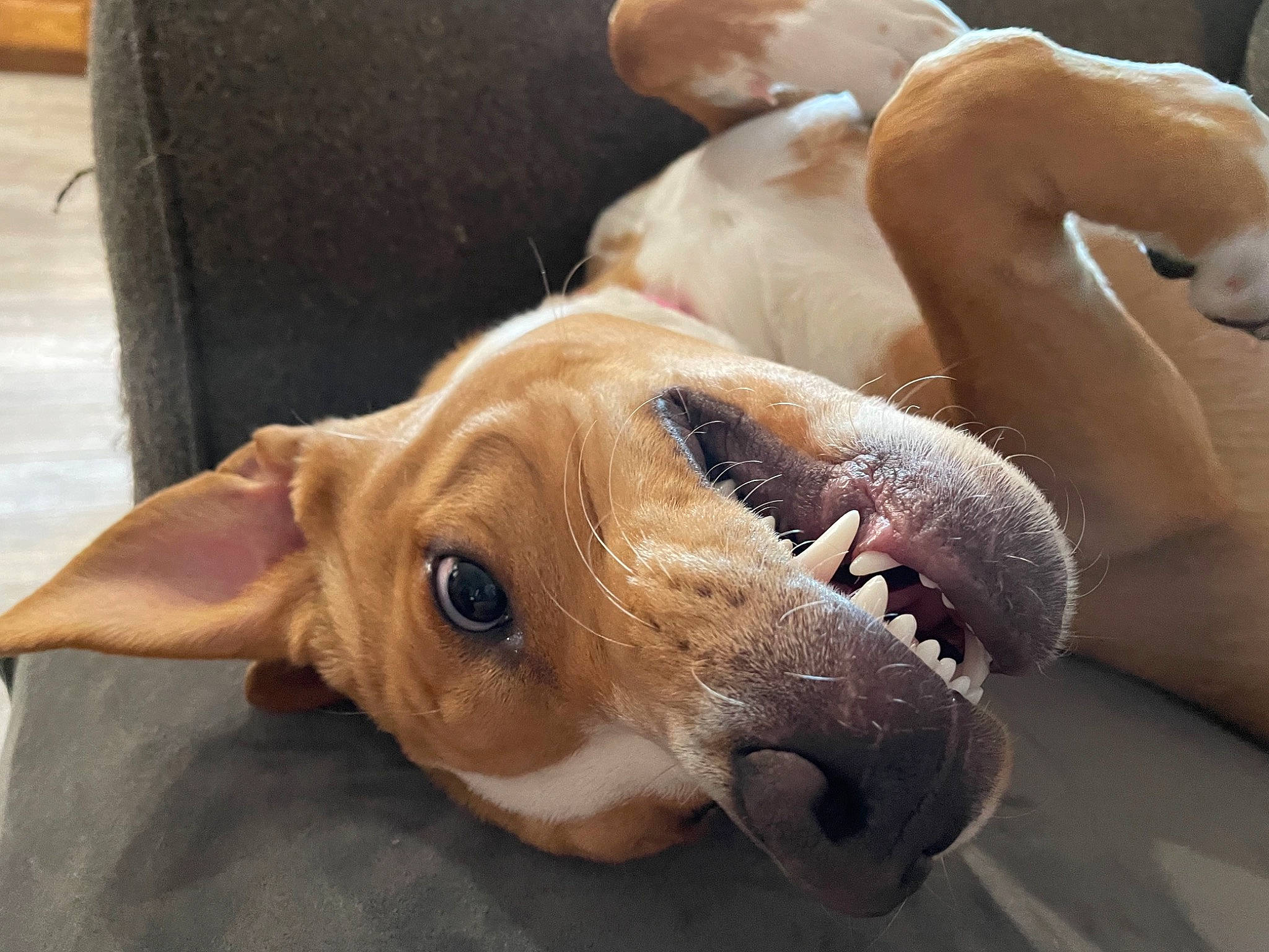 Octavia joined the competition — help win amazing prizes! canidae, carnivore, companion_dog, dog, dog_breed, dog_supply, fawn, hunting_dog, jaw, liver, pet_supply, snout, sporting_group, tan, terrestrial_animal, tongue, tooth, vertebrate, whiskers, working_animal