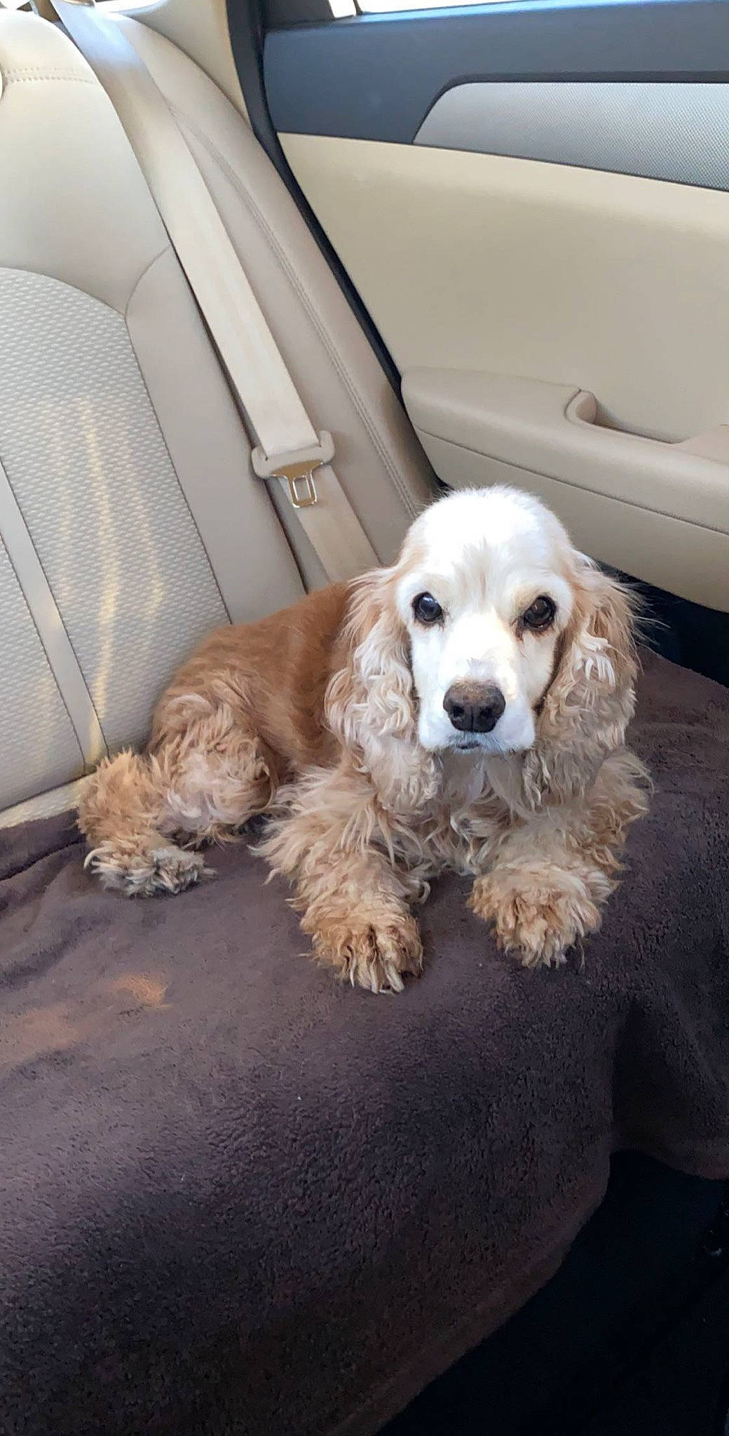 Bella is registered to the contest to win money with this photo: american_cocker_spaniel, canidae, carnivore, cockapoo, cocker_spaniel, companion_dog, dog, dog_breed, english_cocker_spaniel, fawn, field_spaniel, mammal, puppy, rare_breed_dog, russian_spaniel, snout, spaniel, sporting_group, vertebrate